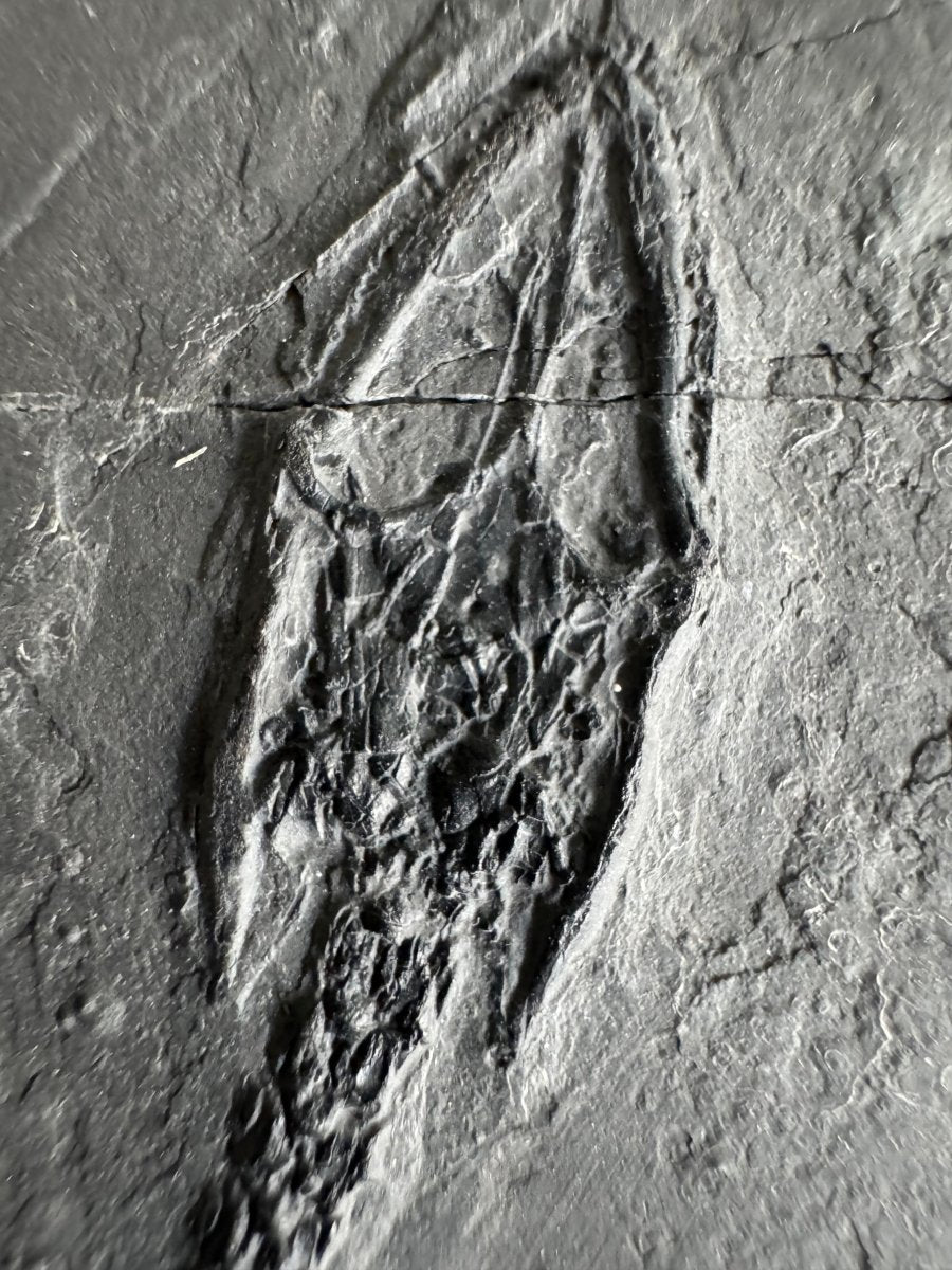 Keichousaurus hui Fossil Marine Reptile (7.48") – Triassic, China - FossilsAndMore