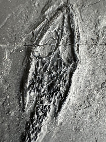 Keichousaurus hui Fossil Marine Reptile (7.48") – Triassic, China - FossilsAndMore