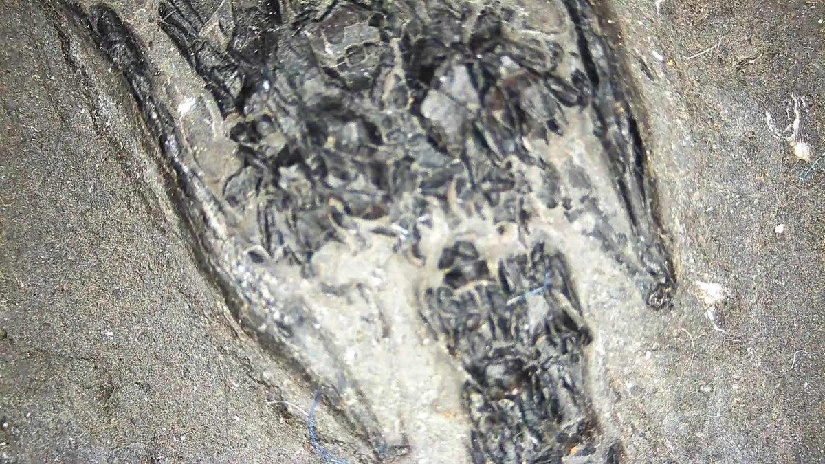 Keichousaurus hui Fossil Marine Reptile (7.48") – Triassic, China - FossilsAndMore