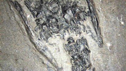 Keichousaurus hui Fossil Marine Reptile (7.48") – Triassic, China - FossilsAndMore