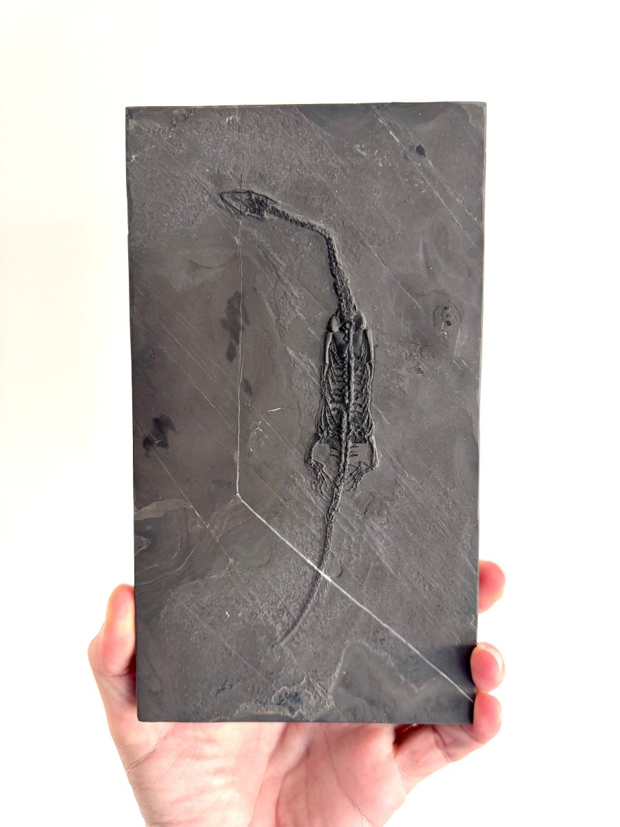 Keichousaurus hui Fossil Marine Reptile (7.48") – Triassic, China - FossilsAndMore