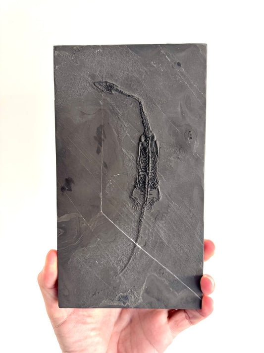 Keichousaurus hui Fossil Marine Reptile (7.48") – Triassic, China - FossilsAndMore