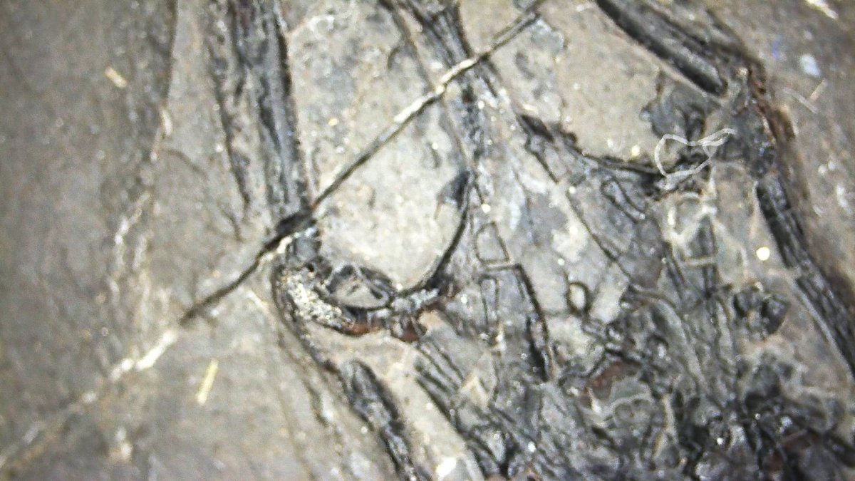 Keichousaurus hui Fossil Marine Reptile (7.48") – Triassic, China - FossilsAndMore