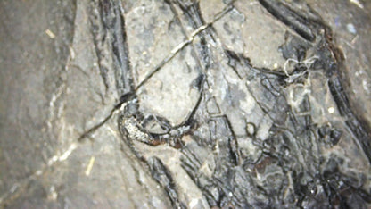 Keichousaurus hui Fossil Marine Reptile (7.48") – Triassic, China - FossilsAndMore