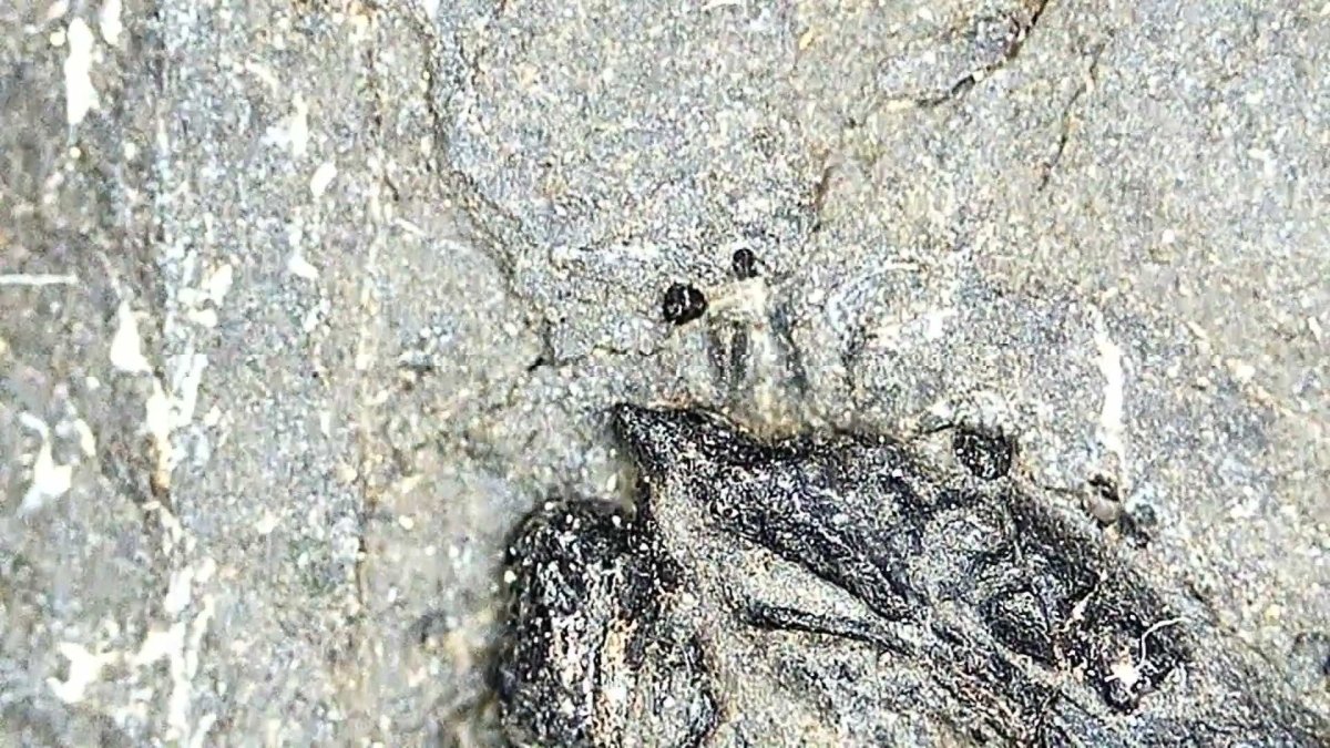 Keichousaurus hui Fossil Marine Reptile (7.48") – Triassic, China - FossilsAndMore