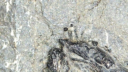 Keichousaurus hui Fossil Marine Reptile (7.48") – Triassic, China - FossilsAndMore