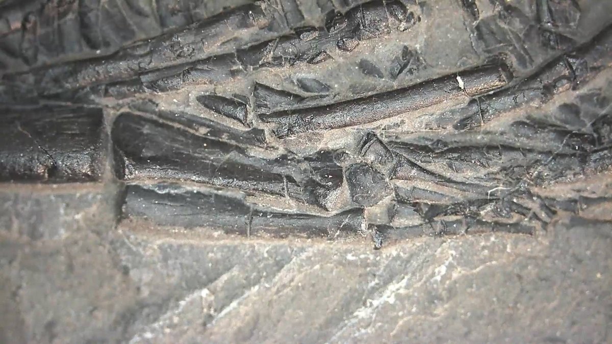 Keichousaurus hui Fossil Marine Reptile (7.48") – Triassic, China - FossilsAndMore