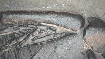 Keichousaurus hui Fossil Marine Reptile (7.48") – Triassic, China - FossilsAndMore