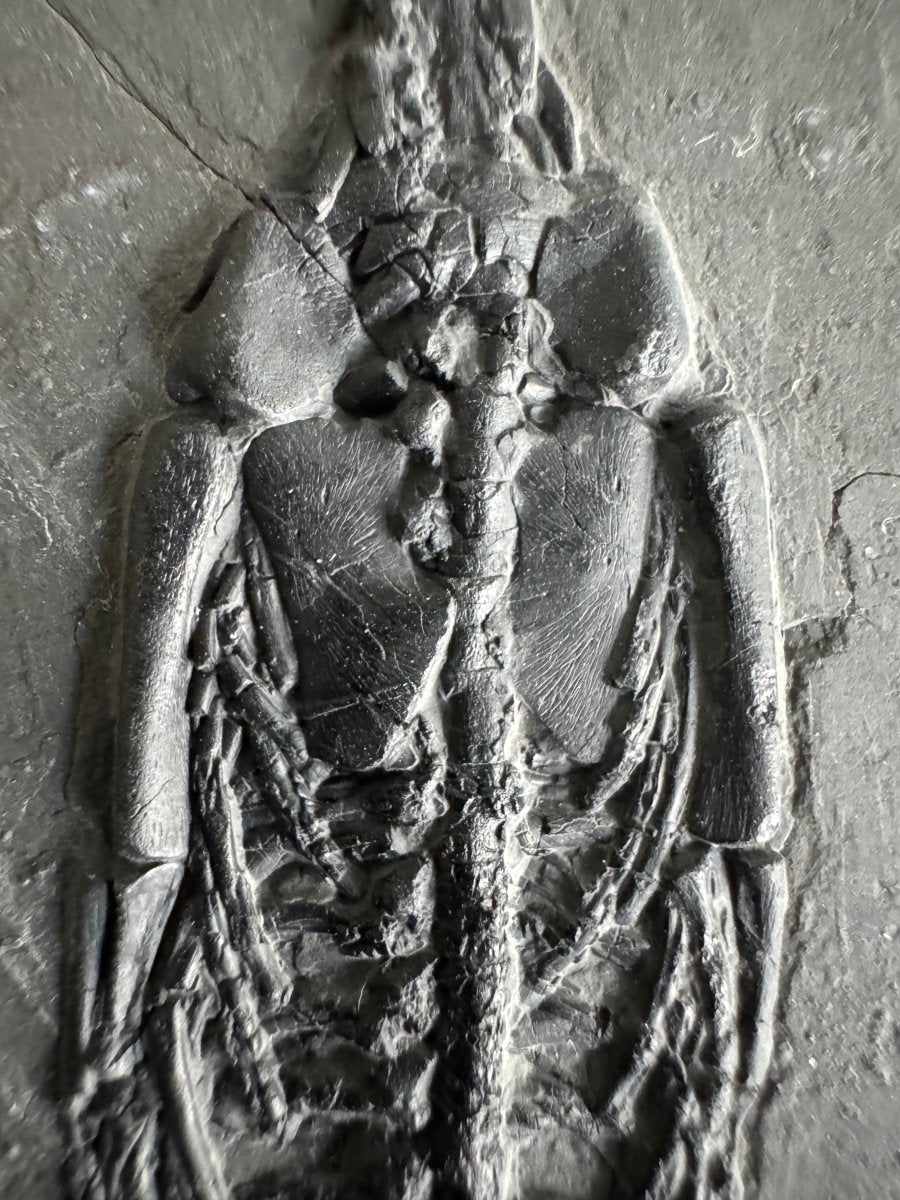 Keichousaurus hui Fossil Marine Reptile (7.48") – Triassic, China - FossilsAndMore