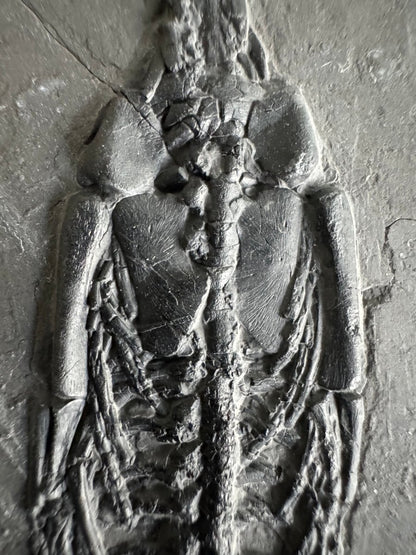 Keichousaurus hui Fossil Marine Reptile (7.48") – Triassic, China - FossilsAndMore