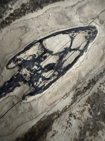 Keichousaurus hui Fossil Marine Reptile (7.50") – Triassic, China - FossilsAndMore