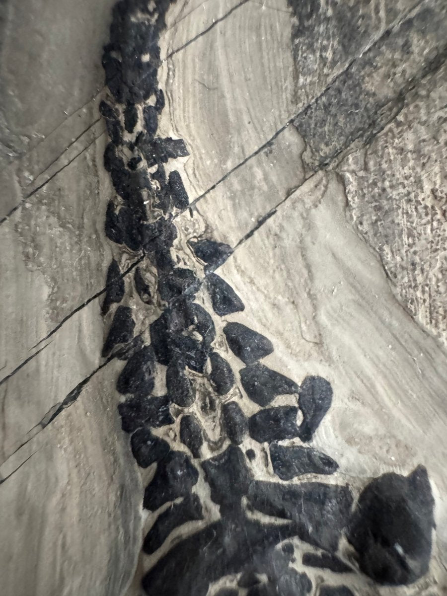 Keichousaurus hui Fossil Marine Reptile (7.50") – Triassic, China - FossilsAndMore