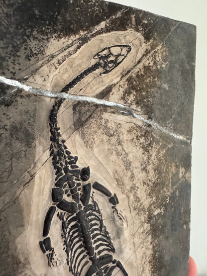 Keichousaurus hui Fossil Marine Reptile (7.50") – Triassic, China - FossilsAndMore