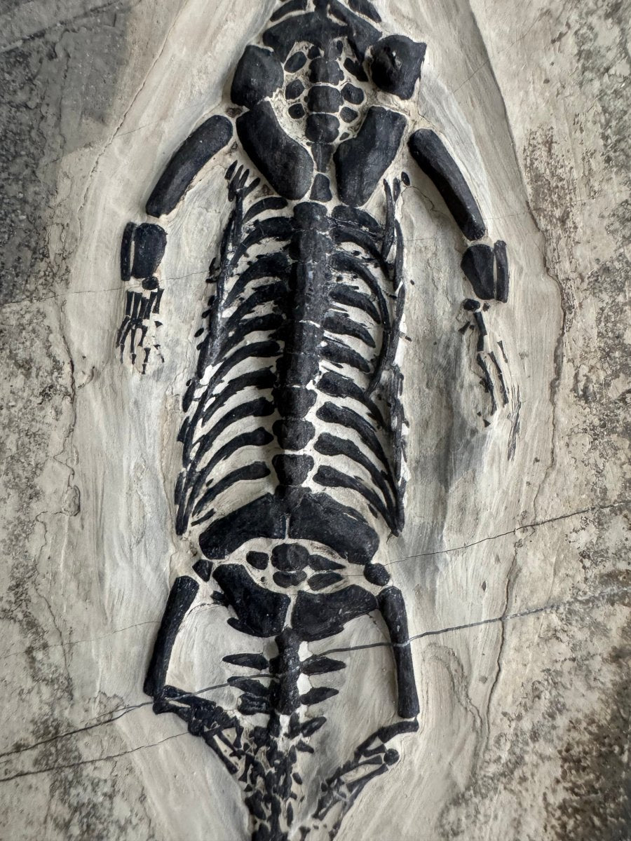 Keichousaurus hui Fossil Marine Reptile (7.50") – Triassic, China - FossilsAndMore