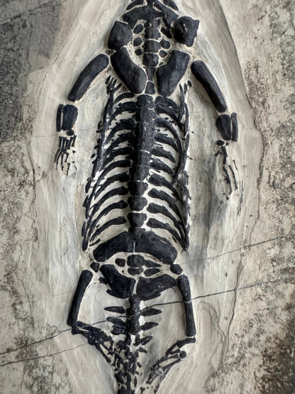 Keichousaurus hui Fossil Marine Reptile (7.50") – Triassic, China - FossilsAndMore