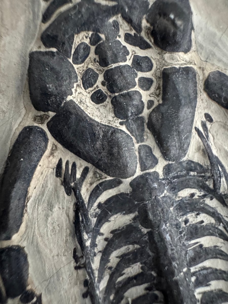 Keichousaurus hui Fossil Marine Reptile (7.50") – Triassic, China - FossilsAndMore