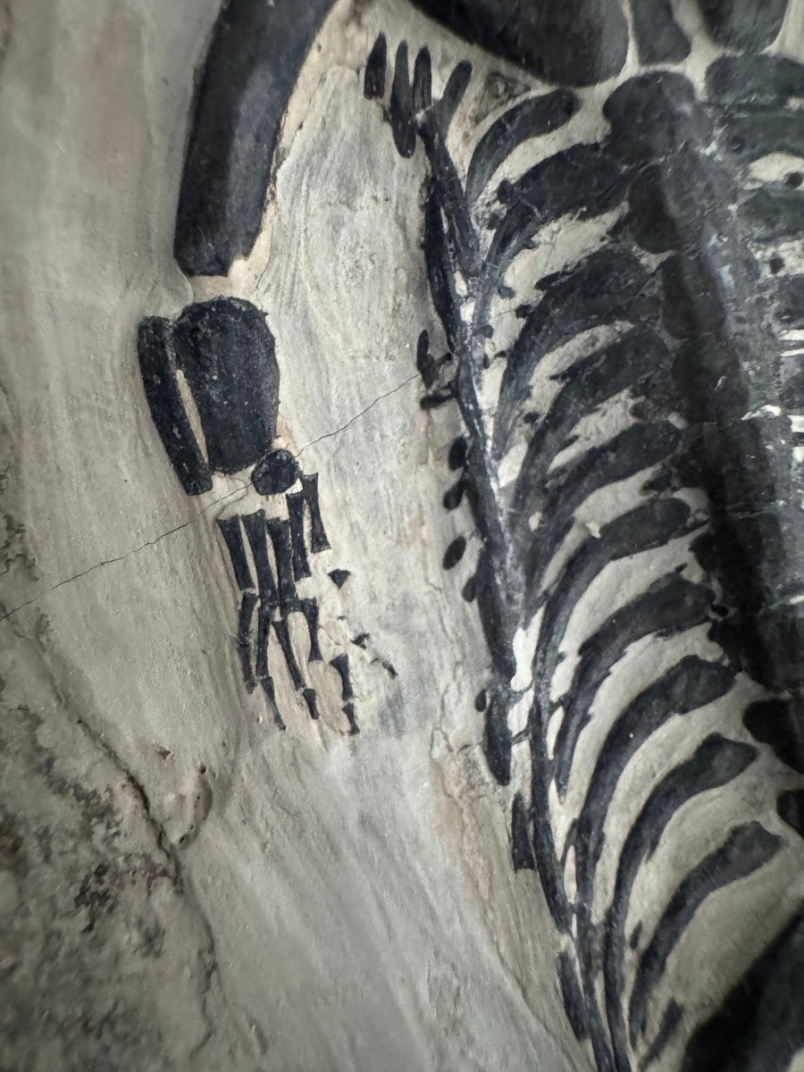 Keichousaurus hui Fossil Marine Reptile (7.50") – Triassic, China - FossilsAndMore