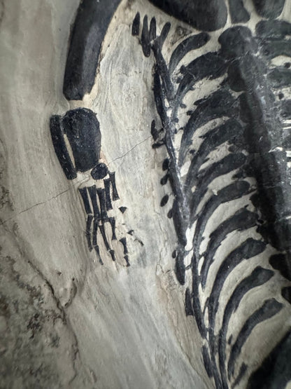 Keichousaurus hui Fossil Marine Reptile (7.50") – Triassic, China - FossilsAndMore