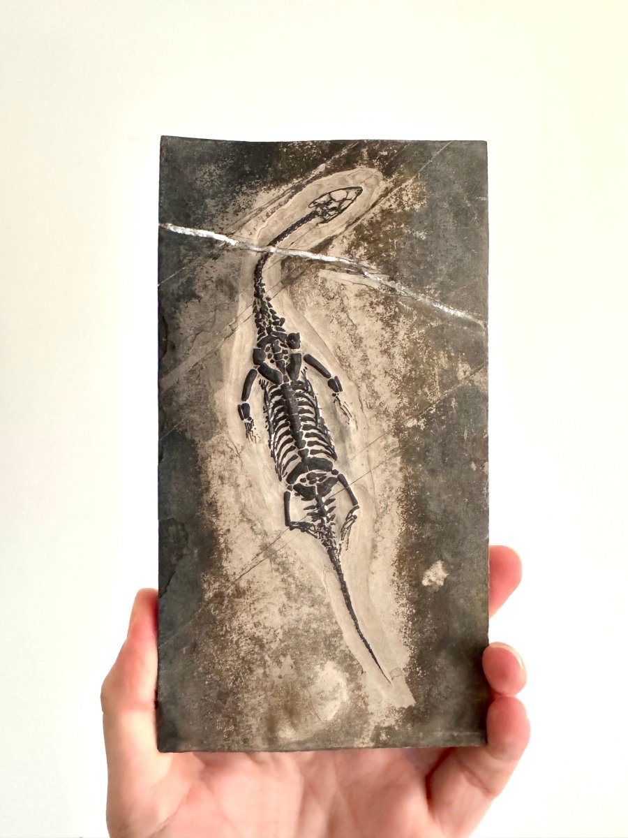 Keichousaurus hui Fossil Marine Reptile (7.50") – Triassic, China - FossilsAndMore