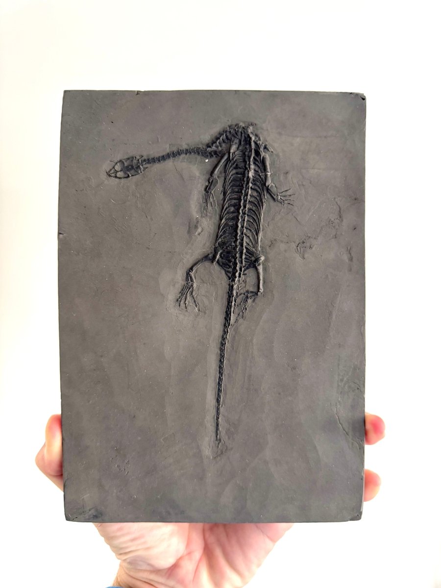 Keichousaurus hui Fossil Marine Reptile (8.66") – Triassic, China - FossilsAndMore