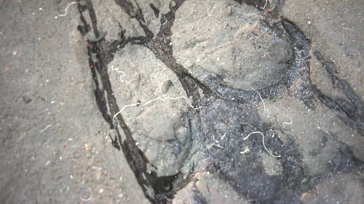 Keichousaurus hui Fossil Marine Reptile (8.66") – Triassic, China - FossilsAndMore