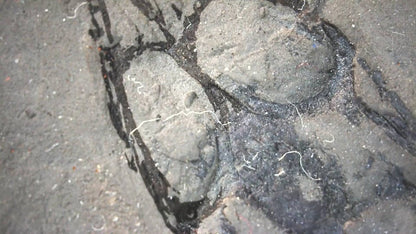 Keichousaurus hui Fossil Marine Reptile (8.66") – Triassic, China - FossilsAndMore