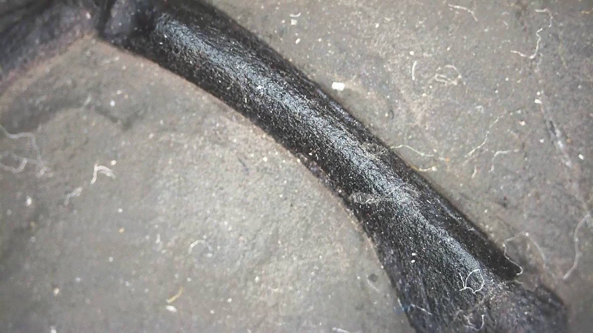 Keichousaurus hui Fossil Marine Reptile (8.66") – Triassic, China - FossilsAndMore