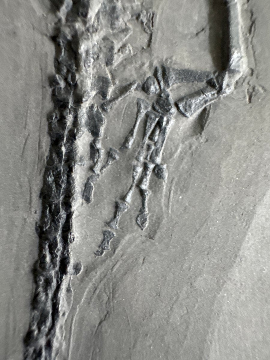 Keichousaurus hui Fossil Marine Reptile (8.66") – Triassic, China - FossilsAndMore