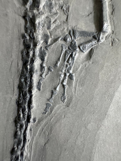 Keichousaurus hui Fossil Marine Reptile (8.66") – Triassic, China - FossilsAndMore