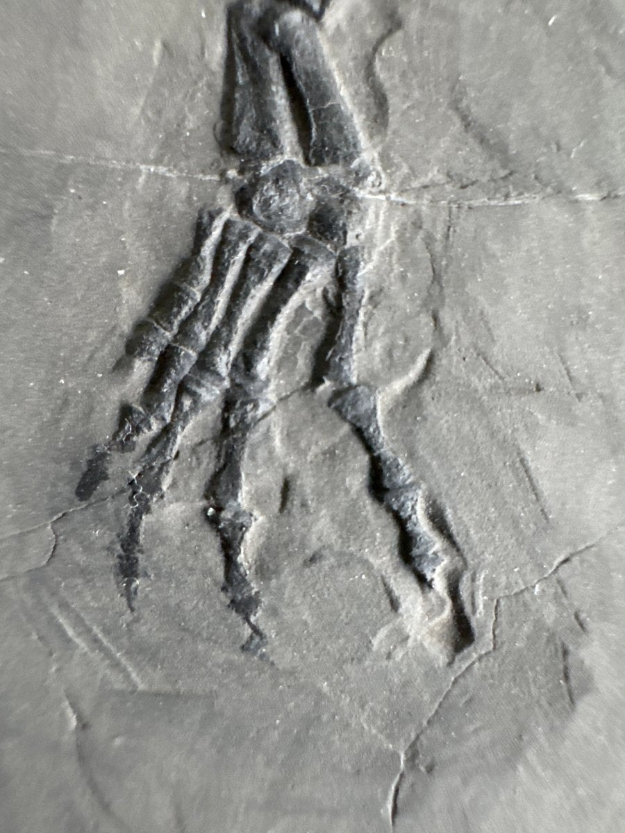 Keichousaurus hui Fossil Marine Reptile (8.66") – Triassic, China - FossilsAndMore