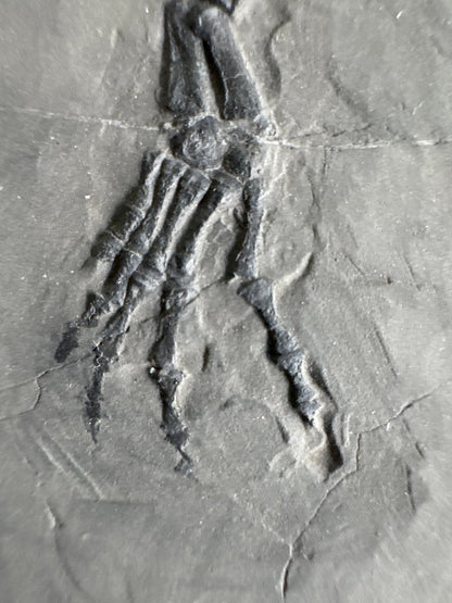 Keichousaurus hui Fossil Marine Reptile (8.66") – Triassic, China - FossilsAndMore