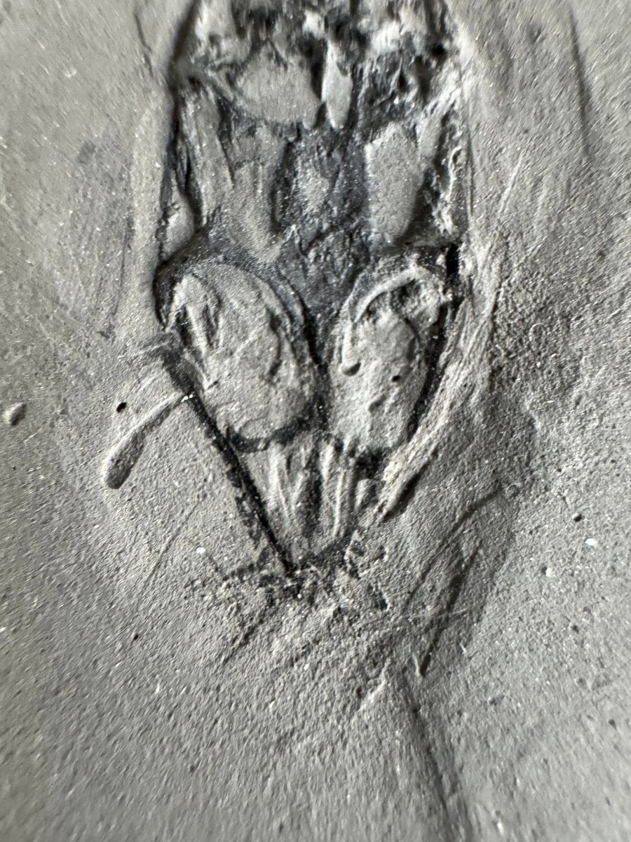 Keichousaurus hui Fossil Marine Reptile (8.66") – Triassic, China - FossilsAndMore