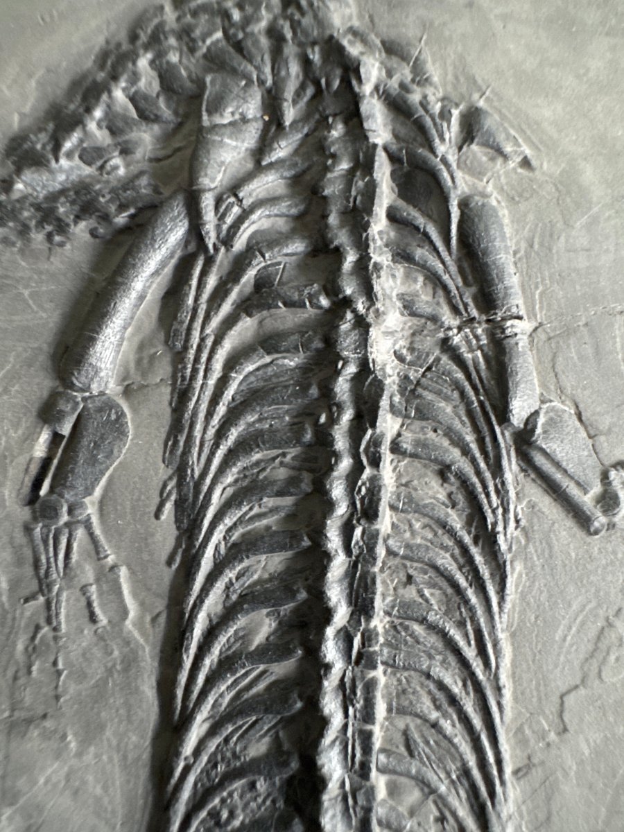 Keichousaurus hui Fossil Marine Reptile (8.66") – Triassic, China - FossilsAndMore