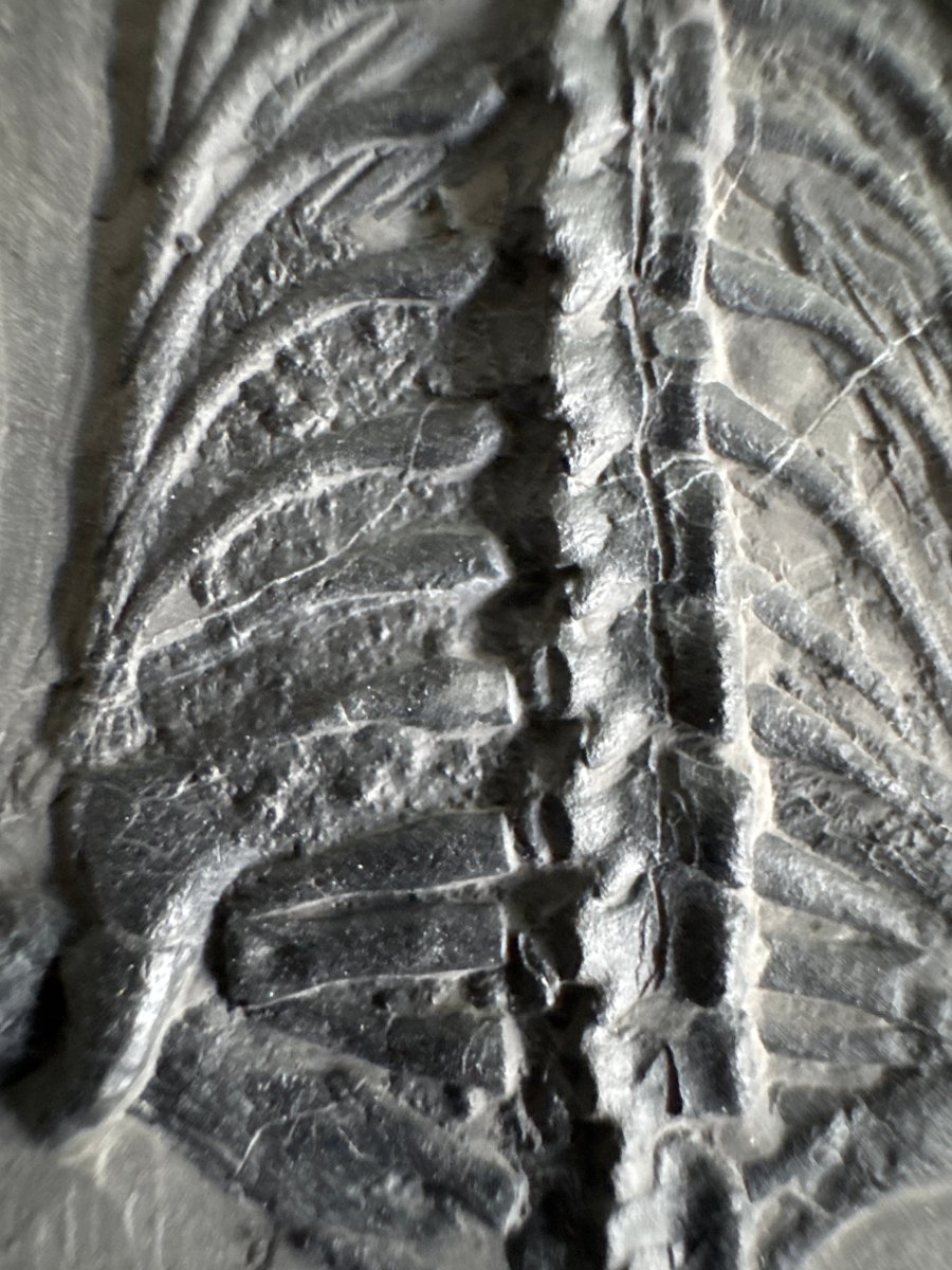 Keichousaurus hui Fossil Marine Reptile (8.66") – Triassic, China - FossilsAndMore