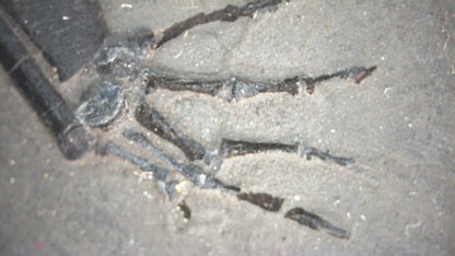 Keichousaurus hui Fossil Marine Reptile (8.66") – Triassic, China - FossilsAndMore