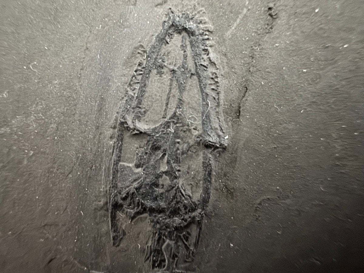 Keichousaurus hui Fossil Marine Reptiles, 2 specimens (7.27") from Triassic, China - FossilsAndMore