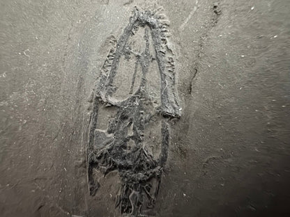 Keichousaurus hui Fossil Marine Reptiles, 2 specimens (7.27") from Triassic, China - FossilsAndMore