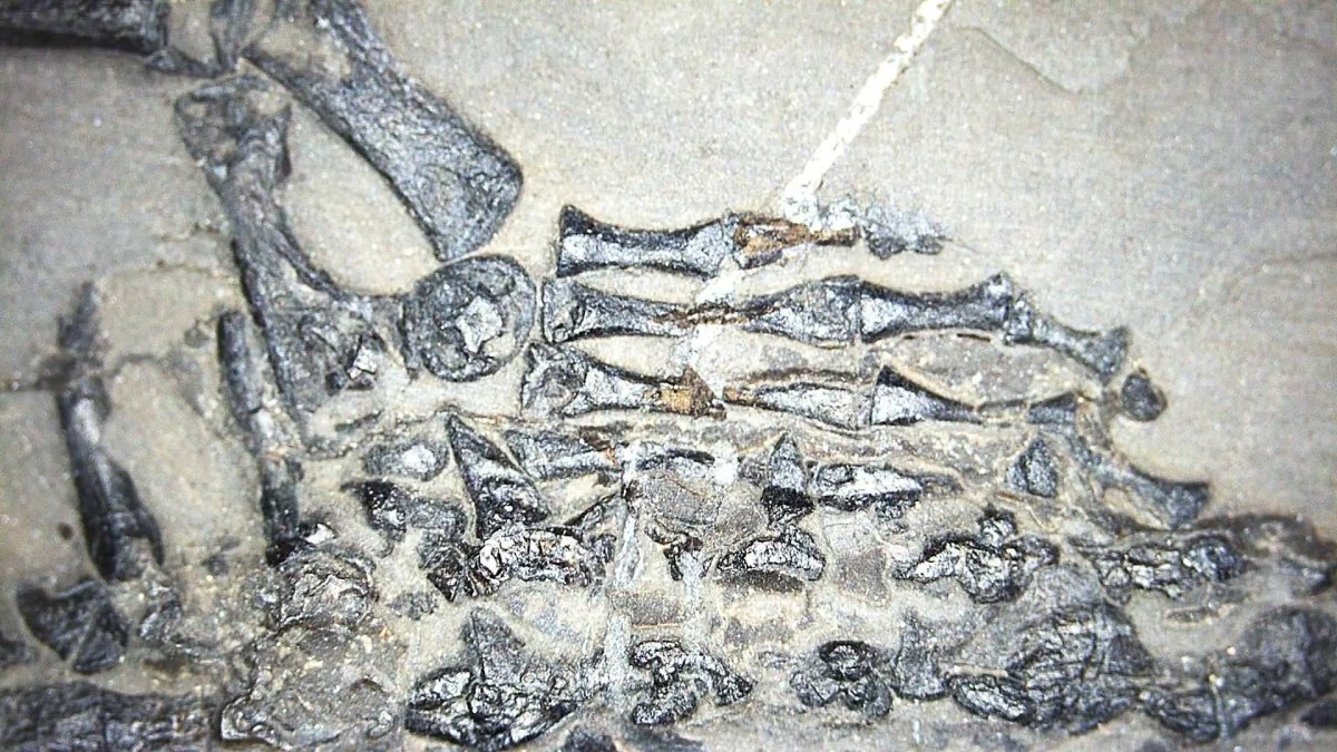 Keichousaurus hui Fossil Marine Reptiles, 2 specimens (7.27") from Triassic, China - FossilsAndMore