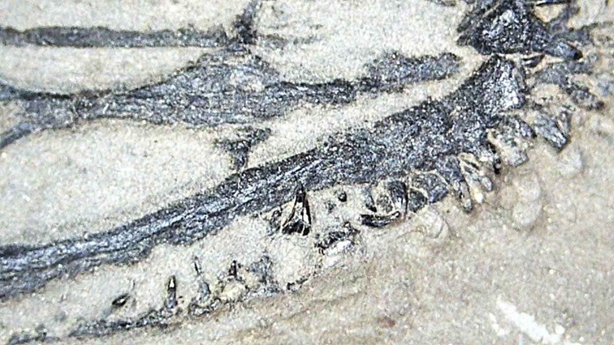 Keichousaurus hui Fossil Marine Reptiles, 2 specimens (7.27") from Triassic, China - FossilsAndMore