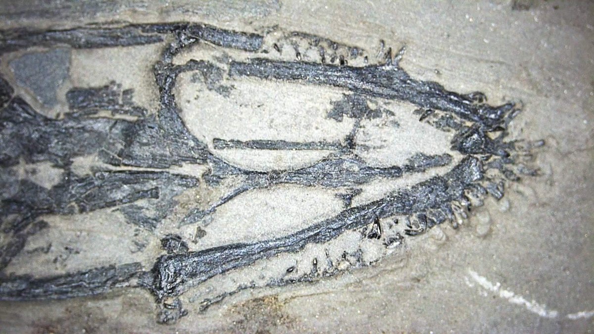 Keichousaurus hui Fossil Marine Reptiles, 2 specimens (7.27") from Triassic, China - FossilsAndMore