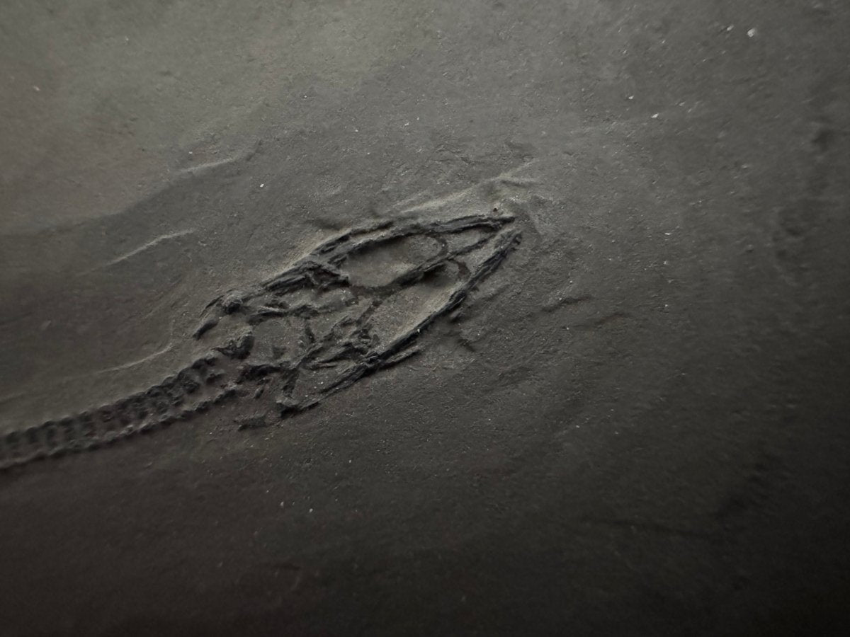 Keichousaurus hui Fossil Marine Reptiles, 2 specimens (7.27") from Triassic, China - FossilsAndMore