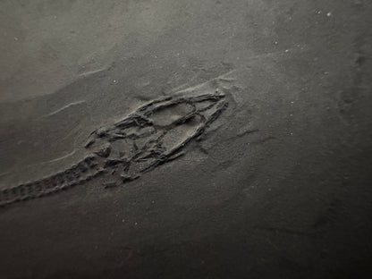 Keichousaurus hui Fossil Marine Reptiles, 2 specimens (7.27") from Triassic, China - FossilsAndMore