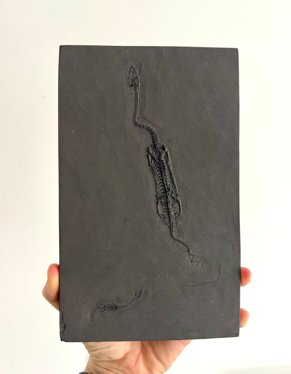 Keichousaurus hui Fossil Marine Reptiles, 2 specimens (7.27") from Triassic, China - FossilsAndMore