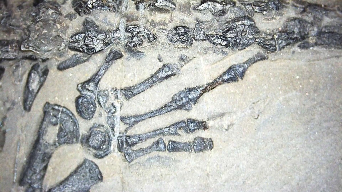 Keichousaurus hui Fossil Marine Reptiles, 2 specimens (7.27") from Triassic, China - FossilsAndMore