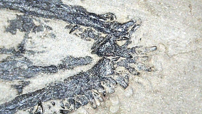 Keichousaurus hui Fossil Marine Reptiles, 2 specimens (7.27") from Triassic, China - FossilsAndMore