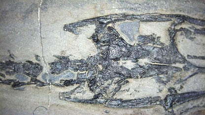 Keichousaurus hui Fossil Marine Reptiles, 2 specimens (7.27") from Triassic, China - FossilsAndMore