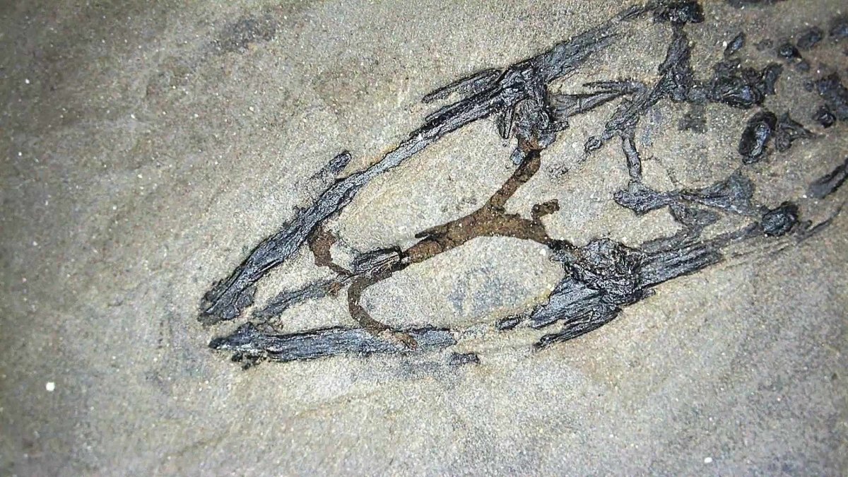 Keichousaurus hui Fossil Marine Reptiles, 2 specimens (7.27") from Triassic, China - FossilsAndMore