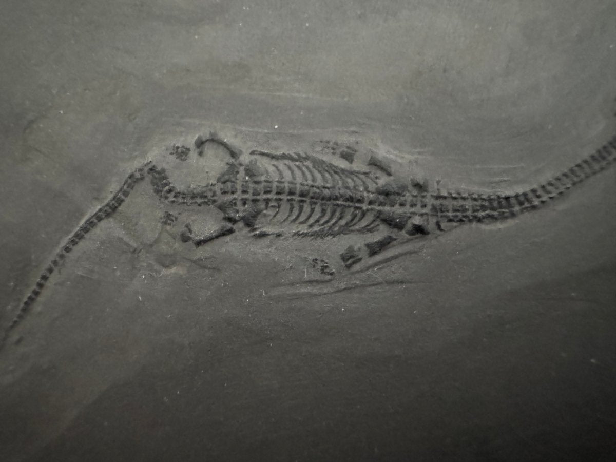 Keichousaurus hui Fossil Marine Reptiles, 2 specimens (7.27") from Triassic, China - FossilsAndMore