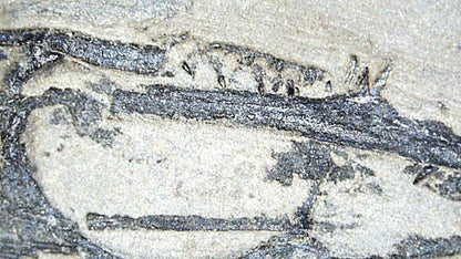 Keichousaurus hui Fossil Marine Reptiles, 2 specimens (7.27") from Triassic, China - FossilsAndMore