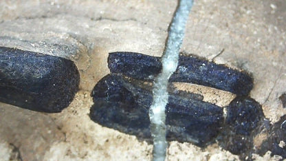 Keichousaurus hui Fossil Triassic Marine Reptile (8.27") from China - FossilsAndMore